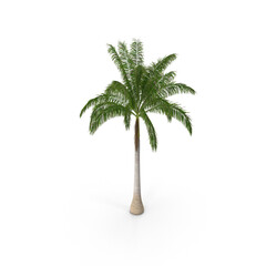 Obraz premium Roystonea Regia Cuban Royal Palm isolated on transparent background