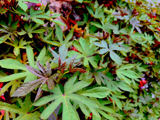 Colorful Tropical Foliage with Star-Shaped Leaves in Natural Light