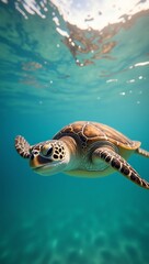 Fototapeta premium Sea turtle swimming underwater in turquoise ocean