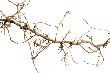 Obraz premium Dry vine branch with twisting, tangled limbs resting on a clean white background