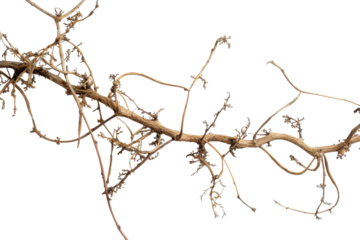 Dry vine branch with twisting, tangled limbs resting on a clean white background