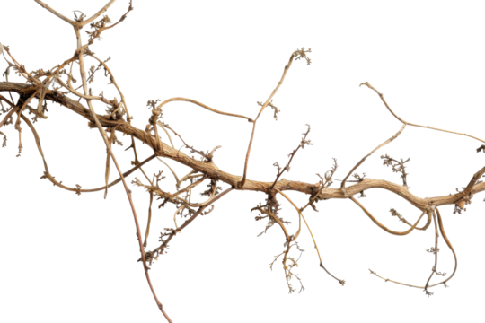 Dry vine branch with twisting, tangled limbs resting on a clean white background