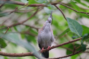Crested Pigeon (Ocyphaps lophotes) perched on wooden rail with blurred green background in Hong Kong.
