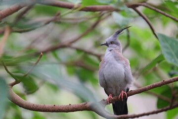 Obraz premium Crested Pigeon (Ocyphaps lophotes) perched on wooden rail with blurred green background in Hong Kong.