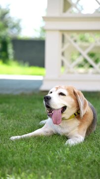 An old beagle dog lies on green grass, panting from the summer heat near a white garden structure in the backyard.
