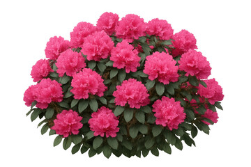 Fototapeta premium Vibrant pink rhododendron bush in full bloom, isolated on a transparent background, perfect for adding a touch of nature to any design