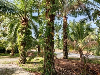Obraz premium Palm oil trees plantation in the garden. Suitable for marketing or business purposes