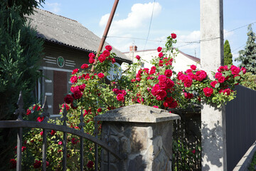 Beautiful red roses cascade over a fence, enhancing the charming facade of a house.
