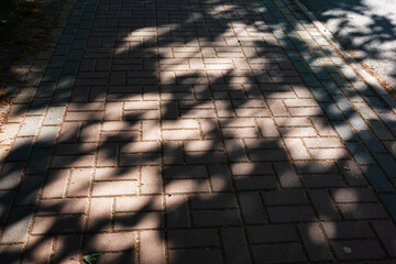 Shadows of leaves create an interesting pattern on a brick pathway.