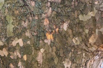 Intricate tree bark with a detailed, textured surface, perfect for backgrounds.