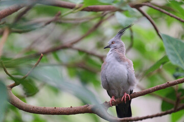 Crested Pigeon (Ocyphaps lophotes) perched on wooden rail with blurred green background in Hong Kong.