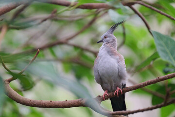 Crested Pigeon (Ocyphaps lophotes) perched on wooden rail with blurred green background in Hong Kong.
