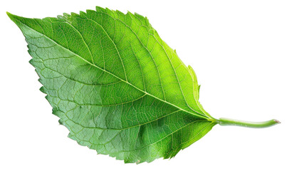 Obraz premium PNG Green leaf blowing herbal plant herbs.