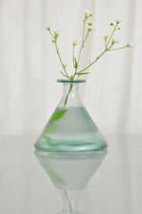Bright, delicate, simple, flower in greenish, interesting, glass vase on a glass table. Draped,...