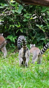 Ring tailed lemur. Ring-tailed lemur, Lemur catta, primate, medium to large size, wet nose
