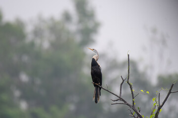 An oriental darter, also known as an Indian darter or snakebird, perched on a dry tree branch  and the background is blurred with branches and water body. 