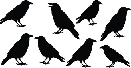 Silhouettes of black crows in various poses, bird collection