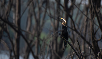 An oriental darter, also known as an Indian darter or snakebird, perched on a dry tree branch  and the background is blurred with branches and water body. 