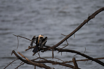 An oriental darter, also known as an Indian darter or snakebird, perched on a dry tree branch  and the background is blurred with branches and water body. 