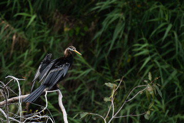An oriental darter, also known as an Indian darter or snakebird, perched on a dry tree branch  and the background is blurred with branches and water body. 