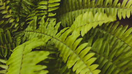 Fototapeta premium Lush green fern fronds, vibrant texture, detailed foliage, natural plant life
