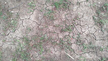 The dry land that had touched the rice fields now leaves only a little grass growing, grass on the...