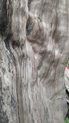 stump of oak tree felled - section of the trunk with annual rings, Chopped tree with wood grain...