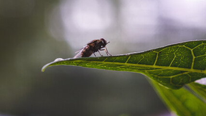 Close-up view of a fly perched on the edge of a vibrant green leaf, showcasing nature.