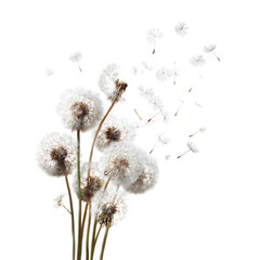 Dandelions dispersing seeds