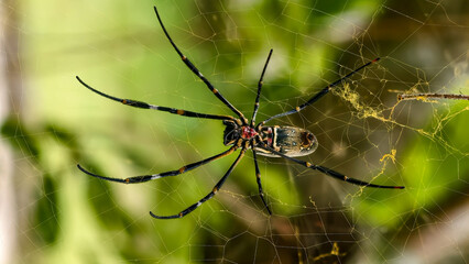 A golden silk orb-weaver spider sits in its web, with blurred green foliage in the background.