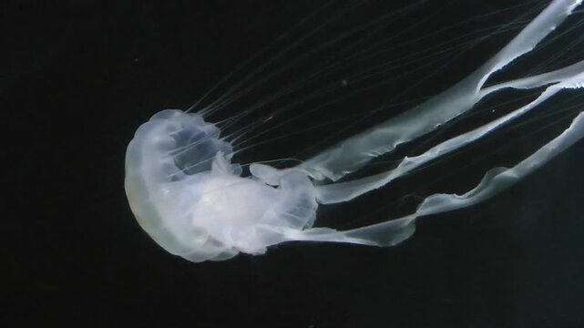 Chrysaora helvola Brandt jellyfish in aquarium