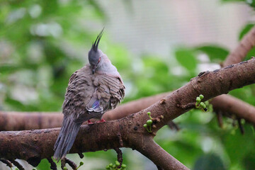 Crested Pigeon (Ocyphaps lophotes) perched on wooden rail with blurred green background in Hong Kong.