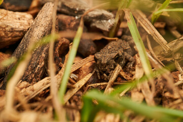 Tiny frog hidden among wild grass