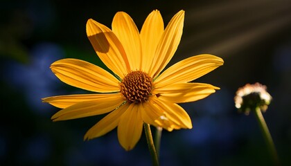 Obraz premium a stunning yellow flower burst illuminated by soft light captured in high contrast during a slow motion pan this vibrant nature scene evokes tranquility and beauty