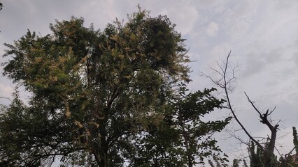 branches of a tree in spring,lush green and yellow small leaves and branches on a big trees in the city park	