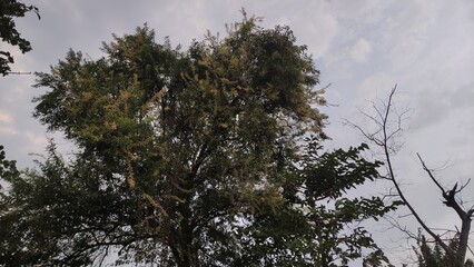 branches of a tree in spring,lush green and yellow small leaves and branches on a big trees in the city park	