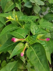 Unopened Pink Four O'Clock Flower Buds