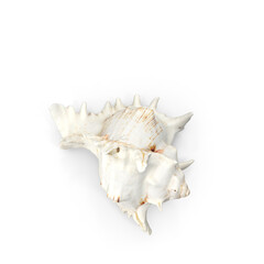 Conch Shell Isolated on Transparent Background