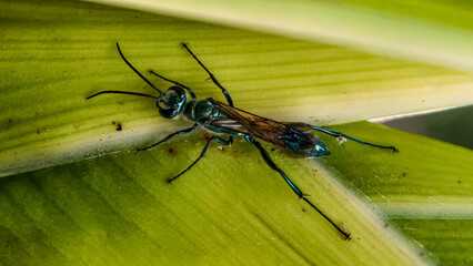 A vibrant green and blue wasp rests on a broad, light green leaf.