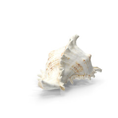 Conch Shell Isolated on Transparent Background