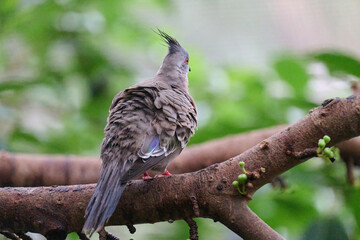 Crested Pigeon (Ocyphaps lophotes) perched on wooden rail with blurred green background in Hong...