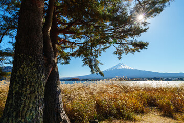 Zen of  Wind: Mount Fuji in Sunlight under Blue Sky with Pine Tree and Reed