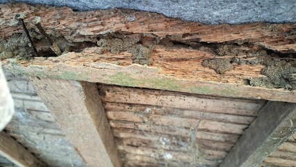 Close-up View of Severe Termite Damage and Decay on Old Wooden Beam, Highlighting Insect...