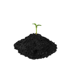 Young Seedling Sprouting from Soil Isolated on Transparent Background