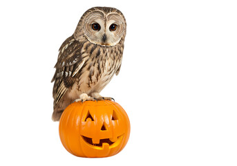 Fototapeta premium Tawny Owl Perched on a Carved Pumpkin: Halloween Wildlife Photography