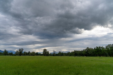 dark clouds over a large meadow with cows towards some trees