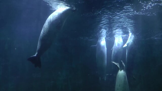 A group of seals at the underwater