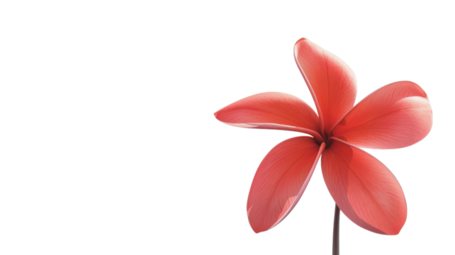 Bright red flower with elegant petals standing against a white background in a serene setting