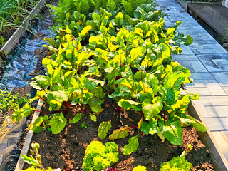 Vibrant vegetable garden showcasing beets and lettuce in a backyard during bright daylight