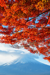 Rhythm of Autumn: Red Maple leaves Sparkling in Sunlight by lakeshore before Mount Fuji
